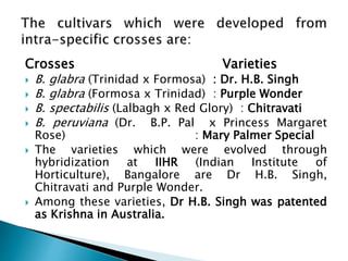 Crosses Varieties
 B. glabra (Trinidad x Formosa) : Dr. H.B. Singh
 B. glabra (Formosa x Trinidad) : Purple Wonder
 B. spectabilis (Lalbagh x Red Glory) : Chitravati
 B. peruviana (Dr. B.P. Pal x Princess Margaret
Rose) : Mary Palmer Special
 The varieties which were evolved through
hybridization at IIHR (Indian Institute of
Horticulture), Bangalore are Dr H.B. Singh,
Chitravati and Purple Wonder.
 Among these varieties, Dr H.B. Singh was patented
as Krishna in Australia.
 