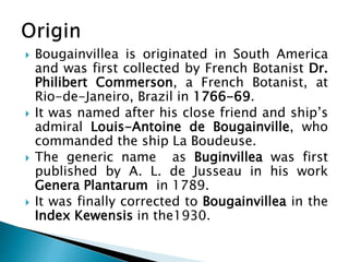  Bougainvillea is originated in South America
and was first collected by French Botanist Dr.
Philibert Commerson, a French Botanist, at
Rio-de-Janeiro, Brazil in 1766-69.
 It was named after his close friend and ship’s
admiral Louis-Antoine de Bougainville, who
commanded the ship La Boudeuse.
 The generic name as Buginvillea was first
published by A. L. de Jusseau in his work
Genera Plantarum in 1789.
 It was finally corrected to Bougainvillea in the
Index Kewensis in the1930.
 