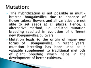  The hybridization is not possible in multi-
bracted bougainvillea due to absence of
flower tubes/ flowers and all varieties are not
able to set seeds at all places. Hence, a
alternative method, i.e. induced mutation
breeding resulted in evolution of different
new Bougainvillea cultivars.
 Mutation leads to the origin of many new
forms of Bougainvillea. In recent years,
mutation breeding has been used as a
valuable supplement to traditional methods
of plant breeding which helps in the
development of better cultivars.
 