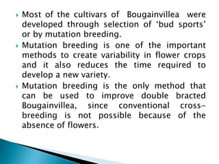  Most of the cultivars of Bougainvillea were
developed through selection of ‘bud sports’
or by mutation breeding.
 Mutation breeding is one of the important
methods to create variability in flower crops
and it also reduces the time required to
develop a new variety.
 Mutation breeding is the only method that
can be used to improve double bracted
Bougainvillea, since conventional cross-
breeding is not possible because of the
absence of flowers.
 