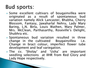  Some excellent cultivars of bougainvillea were
originated as a result of spontaneous bud
variation namely Alick Lancaster, Bhabha, Cherry
Blossom, Fantasy, Jawaharlal Nehru, Lady Mary
Baring, L.N. Birla, Louis Wathen, Mary Palmer,
Mrs. McClean, Parthasarthy, Roseville’s Delight,
Shubhra etc.
 Spontaneous bud variation resulted in three
change in the cultivated Bougainvillea i.e.
Change in bract colour, imperfect flower tube
development and leaf variegation.
 The cv. ‘Sholay’ and ‘Usha’ are important
seedling selections at IIHR from Red Glory and
Lady Hope respectively.
 