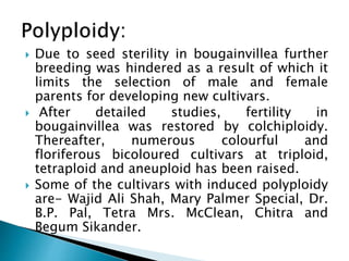  Due to seed sterility in bougainvillea further
breeding was hindered as a result of which it
limits the selection of male and female
parents for developing new cultivars.
 After detailed studies, fertility in
bougainvillea was restored by colchiploidy.
Thereafter, numerous colourful and
floriferous bicoloured cultivars at triploid,
tetraploid and aneuploid has been raised.
 Some of the cultivars with induced polyploidy
are- Wajid Ali Shah, Mary Palmer Special, Dr.
B.P. Pal, Tetra Mrs. McClean, Chitra and
Begum Sikander.
 