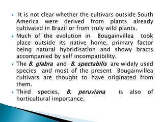  It is not clear whether the cultivars outside South
America were derived from plants already
cultivated in Brazil or from truly wild plants.
 Much of the evolution in Bougainvillea took
place outside its native home, primary factor
being natural hybridisation and showy bracts
accompanied by self incompatibility.
 The B. glabra and B. spectabilis are widely used
species and most of the present Bougainvillea
cultivars are thought to have originated from
them.
 Third species, B. peruviana is also of
horticultural importance.
 