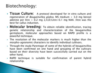  Tissue Culture: A protocol developed for in vitro culture and
regeneration of Bougainvillea glabra. MS medium + 3.0 mg benzyl
adenine per litre + 0.2 mg 2,4,D/Litre+0.1 mg NAA /litre was the
best for callus induction.
 Molecular breeding: To obtain reliable identification, tracing
genetic relationship and characterization of the bougainvillea
germplasm, molecular approaches based on RAPD profile is a
powerful technique.
 The resolution of the molecular markers is much higher than the
morpho-agronomic characters to identify individual cultivars.
 Through the study Parentage of some of the hybrids of bougainvillea
have been confirmed on one hand and grouping of the cultivars
based on their diversity have been successfully carried out on the
other hand.
 RAPD technique is suitable for confirmation of parent hybrid
relationship.
 