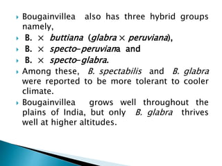  Bougainvillea also has three hybrid groups
namely,
 B. × buttiana (glabra × peruviana),
 B. × specto-peruviana and
 B. × specto-glabra.
 Among these, B. spectabilis and B. glabra
were reported to be more tolerant to cooler
climate.
 Bougainvillea grows well throughout the
plains of India, but only B. glabra thrives
well at higher altitudes.
 