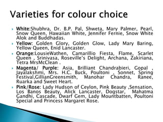  White:Shubhra, Dr. B.P. Pal, Shweta, Mary Palmer, Pearl,
Snow Queen, Hawaiian White, Jennifer Fernie, Snow White
Alok and Buddhadas.
 Yellow: Golden Glory, Golden Glow, Lady Mary Baring,
Yellow Queen, Enid Lancaster.
 Orange:LousieWathen, Camarillio Fiesta, Flame, Scarlet
Queen , Srinivasa, Roseville’s Delight, Archana, Zakiriana,
Tetra MrsMcClean .
 Magenta/ Purple: Asia, Brilliant Chandrabieri, Gopal ,
Jayalakshmi, Mrs. H.C. Buck, Poultoni , Sonnet, Spring
Festival,GillianGreensmith, Manohar Chandra, Ranee,
Ruarka and Sweet Heart.
 Pink/Rose: Lady Hudson of Ceylon, Pink Beauty ,Sensation,
Los Banos Beauty, Alick Lancaster, Dogstar, Mahatma
Gandhi, Cascade, Dwarf Gem, Lady Mountbatten, Poultoni
Special and Princess Margaret Rose.
 