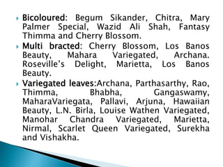  Bicoloured: Begum Sikander, Chitra, Mary
Palmer Special, Wazid Ali Shah, Fantasy
Thimma and Cherry Blossom.
 Multi bracted: Cherry Blossom, Los Banos
Beauty, Mahara Variegated, Archana.
Roseville’s Delight, Marietta, Los Banos
Beauty.
 Variegated leaves:Archana, Parthasarthy, Rao,
Thimma, Bhabha, Gangaswamy,
MaharaVariegata, Pallavi, Arjuna, Hawaiian
Beauty, L.N. Birla, Louise Wathen Variegated,
Manohar Chandra Variegated, Marietta,
Nirmal, Scarlet Queen Variegated, Surekha
and Vishakha.
 