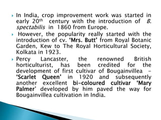  In India, crop improvement work was started in
early 20th century with the introduction of B.
spectabilis in 1860 from Europe.
 However, the popularity really started with the
introduction of cv. ‘Mrs. Butt’ from Royal Botanic
Garden, Kew to The Royal Horticultural Society,
Kolkata in 1923.
 Percy Lancaster, the renowned British
horticulturist, has been credited for the
development of first cultivar of Bougainvillea -
‘Scarlet Queen’ in 1920 and subsequently
another excellent bi-coloured cultivar ‘Mary
Palmer’ developed by him paved the way for
Bougainvillea cultivation in India.
 