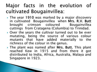  The year 1910 was marked by a major discovery
in cultivated Bougainvillea when Mrs. R.V. Butt
brought crimson coloured Bougainvillea
cuttings from Cratagena (Columbia) to Trinidad.
 Over the years the cultivar turned out to be ever
mutating, being the source of various colour
mutants that have added materially to the
richness of the colour in the genus.
 The plant was named after Mrs. Butt. This plant
reached Kew in 1915 and from there it got
distributed to India, Africa, Australia, Malaya and
Singapore in 1923.
 