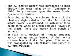  The cv. ‘Scarlet Queen’ was introduced to India
directly from West Indies by Mr. Tomlinson in
1920. Percy Lancaster gave the name Scarlet
Queen to this variety.
 According to him, the coloured bracts of this
plant are slightly darker than Mrs. Butt but the
actual flower is malformed, so instead of there
being three white or cream coloured flowers in
the bracts, there are merely little bunch of
anthers.
 In 1931, Mrs. McClean of Trinidad produced
apricot orange bracts instead of the normal
crimson bracts of Mrs. Butt plant. This variant
was propagated by R.O. Williams and named as
cv. ‘Mrs. McClean’
 