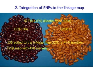 Experimental validation, integration to the linkage map and gene flow pilot study in common bean using Single Nucleotide Polymorphisms (SNPs)