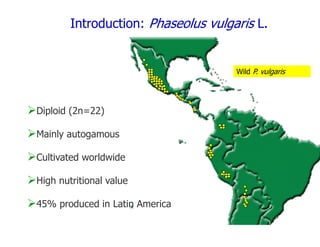 Experimental validation, integration to the linkage map and gene flow pilot study in common bean using Single Nucleotide Polymorphisms (SNPs)