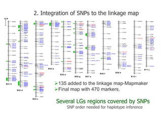 Experimental validation, integration to the linkage map and gene flow pilot study in common bean using Single Nucleotide Polymorphisms (SNPs)