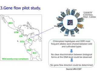 Experimental validation, integration to the linkage map and gene flow pilot study in common bean using Single Nucleotide Polymorphisms (SNPs)