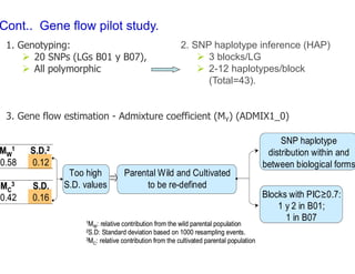 Experimental validation, integration to the linkage map and gene flow pilot study in common bean using Single Nucleotide Polymorphisms (SNPs)