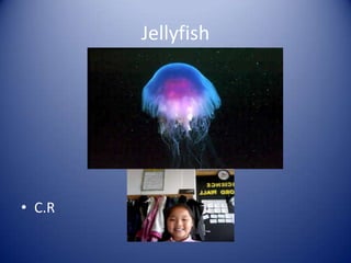 Jellyfish C.R 