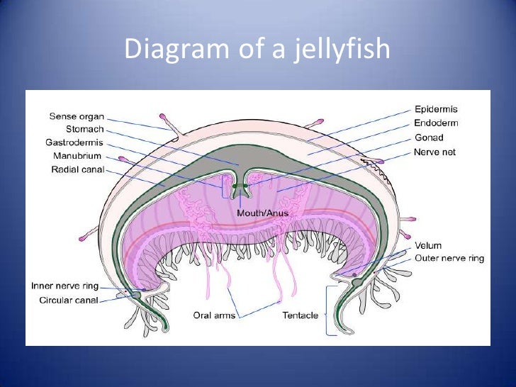 diagram of jelly fish jellyfish diagram of jelly fish jellyfish