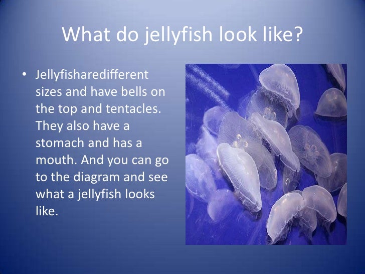 What do jellyfish look like?