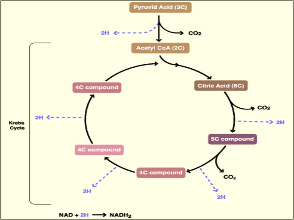 'The kreb's cycle' class 11 cbse