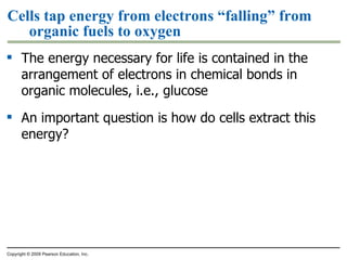 Cells tap energy from electrons “falling” from organic fuels to oxygen The energy necessary for life is contained in the arrangement of electrons in chemical bonds in organic molecules, i.e., glucose An important question is how do cells extract this energy? Copyright © 2009 Pearson Education, Inc. 
