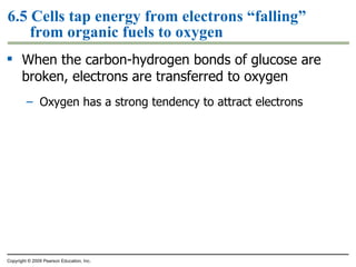 6.5 Cells tap energy from electrons “falling” from organic fuels to oxygen When the carbon-hydrogen bonds of glucose are broken, electrons are transferred to oxygen Oxygen has a strong tendency to attract electrons Copyright © 2009 Pearson Education, Inc. 