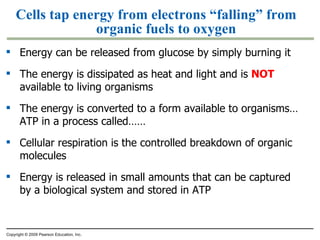 Cells tap energy from electrons “falling” from organic fuels to oxygen Energy can be released from glucose by simply burning it The energy is dissipated as heat and light and is  NOT  available to living organisms The energy is converted to a form available to organisms…ATP in a process called…… Cellular respiration is the controlled breakdown of organic molecules Energy is released in small amounts that can be captured by a biological system and stored in ATP Copyright © 2009 Pearson Education, Inc. 