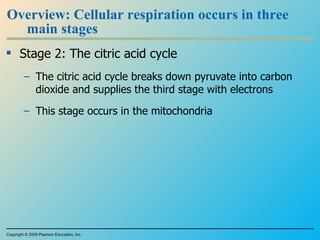 Overview: Cellular respiration occurs in three main stages Stage 2: The citric acid cycle The citric acid cycle breaks down pyruvate into carbon dioxide and supplies the third stage with electrons This stage occurs in the mitochondria Copyright © 2009 Pearson Education, Inc. 