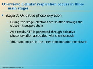 Overview: Cellular respiration occurs in three main stages Stage 3: Oxidative phosphorylation During this stage, electrons are shuttled through the electron transport chain As a result, ATP is generated through oxidative phosphorylation associated with chemiosmosis This stage occurs in the inner mitochondrion membrane Copyright © 2009 Pearson Education, Inc. 