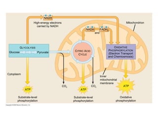 Mitochondrion CO 2 CO 2 NADH ATP High-energy electrons carried by NADH NADH C ITRIC  A CID C YCLE G LYCOLYSIS Pyruvate Glucose and FADH 2 Substrate-level phosphorylation Substrate-level phosphorylation O XIDATIVE P HOSPHORYLATION (Electron Transport and Chemiosmosis) Oxidative phosphorylation ATP ATP Cytoplasm Inner mitochondrial membrane 