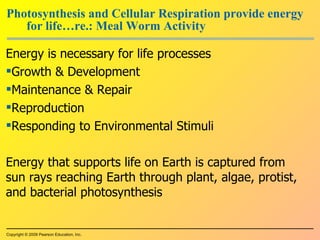 Photosynthesis and Cellular Respiration provide energy for life…re.: Meal Worm Activity Energy is necessary for life processes Growth & Development Maintenance & Repair Reproduction Responding to Environmental Stimuli Energy that supports life on Earth is captured from sun rays reaching Earth through plant, algae, protist, and bacterial photosynthesis Copyright © 2009 Pearson Education, Inc. 