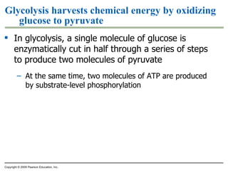 Glycolysis harvests chemical energy by oxidizing glucose to pyruvate In glycolysis, a single molecule of glucose is enzymatically cut in half through a series of steps to produce two molecules of pyruvate At the same time, two molecules of ATP are produced by substrate-level phosphorylation Copyright © 2009 Pearson Education, Inc. 