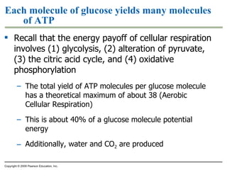 Each molecule of glucose yields many molecules of ATP Recall that the energy payoff of cellular respiration involves (1) glycolysis, (2) alteration of pyruvate, (3) the citric acid cycle, and (4) oxidative phosphorylation The total yield of ATP molecules per glucose molecule has a theoretical maximum of about 38 (Aerobic Cellular Respiration) This is about 40% of a glucose molecule potential energy Additionally, water and CO 2  are produced Copyright © 2009 Pearson Education, Inc. 
