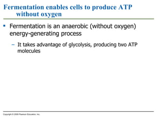 Fermentation enables cells to produce ATP without oxygen Fermentation is an anaerobic (without oxygen) energy-generating process  It takes advantage of glycolysis, producing two ATP molecules Copyright © 2009 Pearson Education, Inc. 