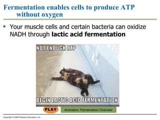 Fermentation enables cells to produce ATP without oxygen Your muscle cells and certain bacteria can oxidize NADH through  lactic acid fermentation Copyright © 2009 Pearson Education, Inc. Animation:  Fermentation Overview 