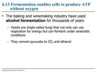 6.13 Fermentation enables cells to produce ATP without oxygen The baking and winemaking industry have used  alcohol fermentation  for thousands of years Yeasts are single-celled fungi that not only can use respiration for energy but can ferment under anaerobic conditions They convert pyruvate to CO 2  and ethanol Copyright © 2009 Pearson Education, Inc. 