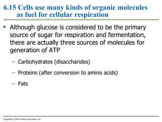 6.15 Cells use many kinds of organic molecules as fuel for cellular respiration Although glucose is considered to be the primary source of sugar for respiration and fermentation, there are actually three sources of molecules for generation of ATP Carbohydrates (disaccharides) Proteins (after conversion to amino acids) Fats Copyright © 2009 Pearson Education, Inc. 