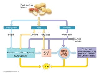 Food, such as peanuts Proteins Fats Carbohydrates Glucose O XIDATIVE P HOSPHORYLATION (Electron Transport and Chemiosmosis) CITRIC ACID CYCLE Acetyl CoA GLYCOLYSIS Pyruvate Amino acids Glycerol Sugars Fatty acids Amino  groups G3P ATP 