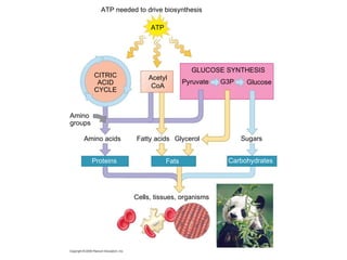 Cells, tissues, organisms Proteins Fats Carbohydrates Glucose ATP needed to drive biosynthesis CITRIC ACID CYCLE Acetyl CoA GLUCOSE SYNTHESIS Pyruvate Amino acids Glycerol Sugars Fatty acids Amino  groups G3P ATP 