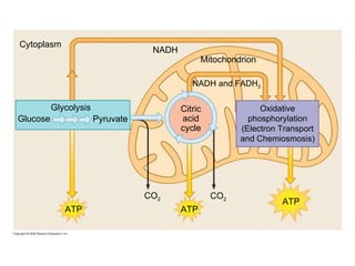 Cytoplasm Glucose Oxidative phosphorylation (Electron Transport and Chemiosmosis) Citric acid cycle Glycolysis Pyruvate CO 2 ATP CO 2 ATP NADH and FADH 2 Mitochondrion NADH ATP 