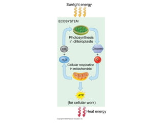 Sunlight energy ECOSYSTEM Photosynthesis in chloroplasts Glucose Cellular respiration in mitochondria H 2 O CO 2 O 2   (for cellular work) ATP Heat energy 
