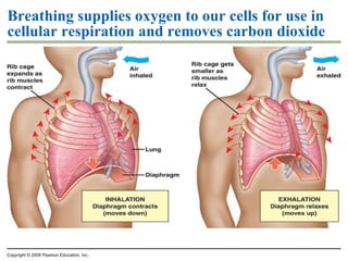 Breathing supplies oxygen to our cells for use in cellular respiration and removes carbon dioxide Breathing and cellular respiration are closely related Breathing is necessary for exchange of CO 2  produced during cellular respiration for atmospheric O 2 Cellular respiration uses O 2  to help harvest energy from glucose and produces CO 2  in the process   Copyright © 2009 Pearson Education, Inc. 