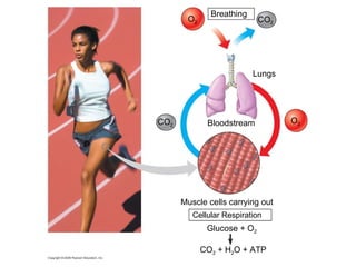 Breathing Cellular Respiration Muscle cells carrying out CO 2  + H 2 O + ATP Lungs Bloodstream CO 2 O 2 CO 2 O 2 Glucose + O 2 