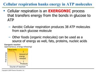 Cellular respiration banks energy in ATP molecules Cellular respiration is an  EXERGONIC  process that transfers energy from the bonds in glucose to ATP Aerobic Cellular respiration produces 38 ATP molecules from each glucose molecule Other foods (organic molecules) can be used as a source of energy as well, fats, proteins, nucleic acids Copyright © 2009 Pearson Education, Inc. 