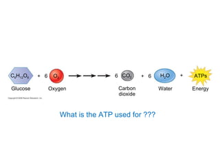 C 6 H 12 O 6 +  6 O 2 Glucose Oxygen 6 CO 2 Carbon dioxide +  6 H 2 O Water + ATPs Energy What is the ATP used for ??? 