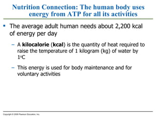 Nutrition  Connection:  The human body uses energy from ATP for all its activities The average adult human needs about 2,200 kcal of energy per day A  kilocalorie  ( kcal ) is the quantity of heat required to raise the temperature of 1 kilogram (kg) of water by 1 o C This energy is used for body maintenance and for voluntary activities Copyright © 2009 Pearson Education, Inc. 