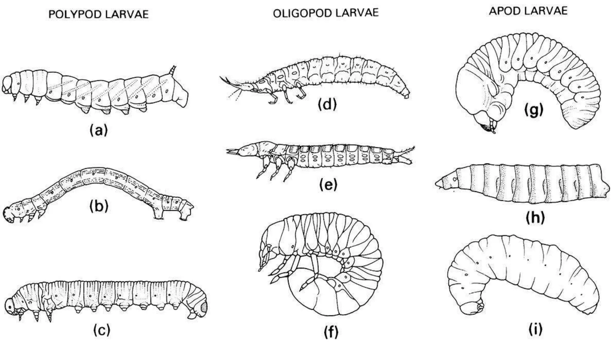 Insect Development Phase Chapter VI – Insect Development and Life Histories | PPTX