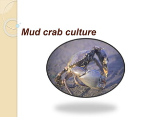 Mud crab culture
 