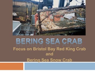 Focus on Bristol Bay Red King Crab
               and
      Bering Sea Snow Crab
 