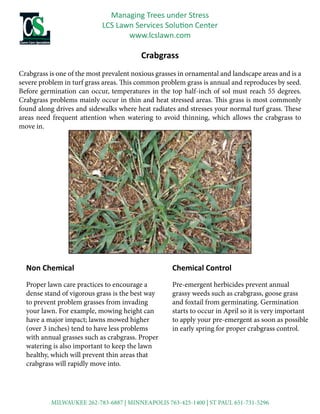 LCS Lawn Services Solution Center
www.lcslawn.com
MILWAUKEE 262-783-6887 | MINNEAPOLIS 763-425-1400 | ST PAUL 651-731-5296
Crabgrass
Crabgrass is one of the most prevalent noxious grasses in ornamental and landscape areas and is a
severe problem in turf grass areas. This common problem grass is annual and reproduces by seed.
Before germination can occur, temperatures in the top half-inch of sol must reach 55 degrees.
Crabgrass problems mainly occur in thin and heat stressed areas. This grass is most commonly
found along drives and sidewalks where heat radiates and stresses your normal turf grass. These
areas need frequent attention when watering to avoid thinning, which allows the crabgrass to
move in.
Chemical Control
Pre-emergent herbicides prevent annual
grassy weeds such as crabgrass, goose grass
and foxtail from germinating. Germination
starts to occur in April so it is very important
to apply your pre-emergent as soon as possible
in early spring for proper crabgrass control.
Non Chemical
Proper lawn care practices to encourage a
dense stand of vigorous grass is the best way
to prevent problem grasses from invading
your lawn. For example, mowing height can
have a major impact; lawns mowed higher
(over 3 inches) tend to have less problems
with annual grasses such as crabgrass. Proper
watering is also important to keep the lawn
healthy, which will prevent thin areas that
crabgrass will rapidly move into.
 