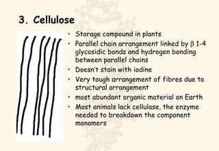 3. Cellulose Storage compound in plants Parallel chain arrangement linked by    1-4 glycosidic bonds and hydrogen bonding between parallel chains Doesn’t stain with iodine Very tough arrangement of fibres due to structural arrangement most abundant organic material on Earth Most animals lack cellulase, the enzyme needed to breakdown the component monomers 
